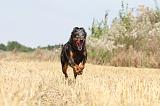 BEAUCERON 194